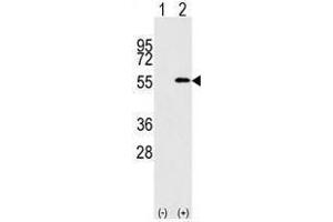 Image no. 1 for anti-Nucleoporin 50kDa (NUP50) (C-Term) antibody (ABIN357219) (NUP50 抗体  (C-Term))