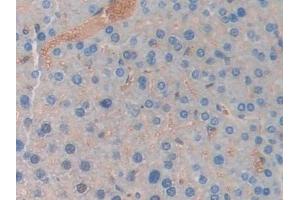 Detection of LCN5 in Mouse Liver Tissue using Polyclonal Antibody to Lipocalin 5 (LCN5)