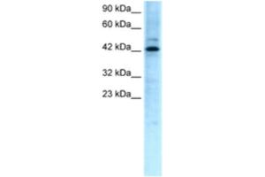 Western Blotting (WB) image for anti-Transcription Factor-Like 5 (Basic Helix-Loop-Helix) (TCFL5) antibody (ABIN2460237) (TCFL5 抗体)