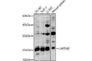 Western blot analysis of extracts of various cell lines, using L antibody (ABIN7268342) at 1:1000 dilution. (LAPTM5 抗体)