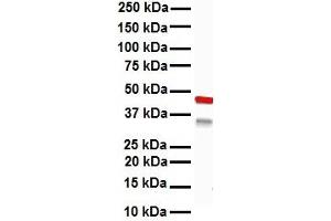 WB Suggested Anti-KRT15 antibody Titration: 1 ug/mL Sample Type: Human Hela (KRT15 抗体  (C-Term))