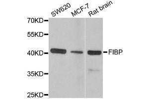 Western blot analysis of extracts of various cell lines, using FIBP antibody. (FIBP 抗体)