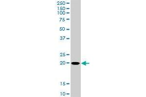 Western Blotting (WB) image for anti-Ras Homolog Gene Family, Member C (RHOC) (AA 1-193) antibody (ABIN513475)