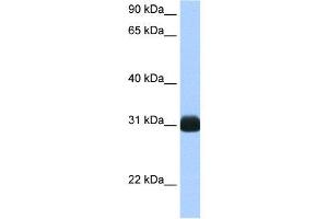 WB Suggested Anti-RBPMS AntibodyTitration: 0. (RBPMS 抗体  (N-Term))