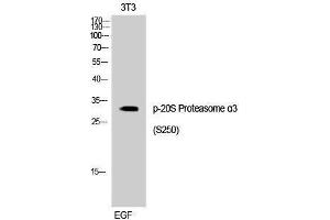 Western Blotting (WB) image for anti-Proteasome Subunit Alpha Type 3 (PSMA3) (pSer250) antibody (ABIN3173067) (PSMA3 抗体  (pSer250))