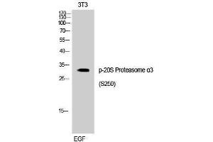 Western Blotting (WB) image for anti-Proteasome Subunit Alpha Type 3 (PSMA3) (pSer250) antibody (ABIN6281974)