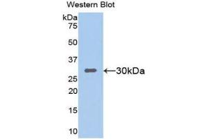 Western Blotting (WB) image for anti-Sirtuin 1 (SIRT1) (AA 236-490) antibody (ABIN3203821) (SIRT1 抗体  (AA 236-490))