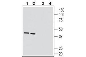 Western blot analysis of rat brain lysate (lanes 1 and 3) and mouse brain lysate (lanes 2 and 4): - 1, 2.