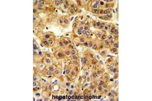 Immunohistochemistry (IHC) image for anti-Nucleotide Exchange Factor SIL1 (SIL1) antibody (ABIN3003781) (SIL1 抗体)