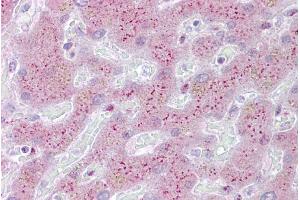 Immunohistochemistry with Liver tissue at an antibody concentration of 5µg/ml using anti-PROS1 antibody (ARP56097_P050) (PROS1 抗体  (Middle Region))