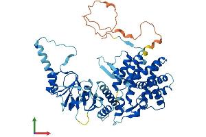 Protein Structure (PS) image for Chaperonin Containing TCP1, Subunit 8 (Theta)-Like 2 (CCT8L2) (AA 1-557) protein (His tag) (ABIN7544395)
