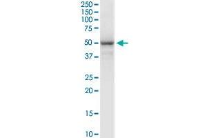 FAIM3 MaxPab rabbit polyclonal antibody. (FAIM3 抗体  (AA 1-390))
