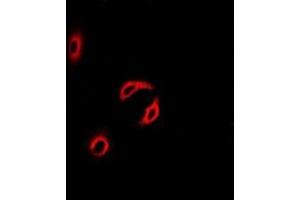 Immunofluorescence (IF) image for anti-Centrin, EF-Hand Protein, 2 (CETN2) (full length) antibody (ABIN6005128)