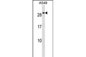 NKX2-8 Antibody (N-term) (ABIN1539275 and ABIN2849562) western blot analysis in A549 cell line lysates (35 μg/lane). (NKX2-8 抗体  (N-Term))