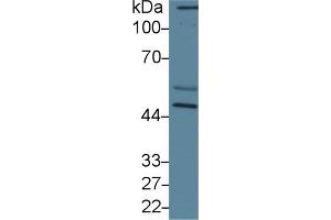 Western Blotting (WB) image for anti-Calreticulin (CALR) (AA 196-310) antibody (ABIN7438052)