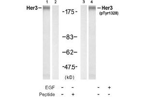 Image no. 4 for anti-Receptor Tyrosine-Protein Kinase ErbB-3 (ERBB3) (pTyr1328) antibody (ABIN319273) (ERBB3 抗体  (pTyr1328))