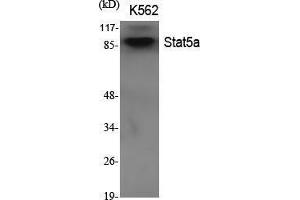 Western Blot (WB) analysis of specific cells using Stat5a Polyclonal Antibody. (STAT5A 抗体  (Internal Region))
