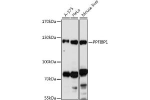 Western blot analysis of extracts of various cell lines, using PPFIBP1 antibody (ABIN7269746) at 1:1000 dilution. (PPFIBP1 抗体  (AA 846-1005))