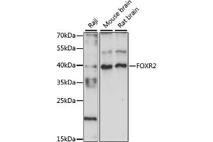 Western blot analysis of extracts of various cell lines, using FOXR2 antibody (ABIN6290408) at 1:1000 dilution. (FOXR2 抗体)