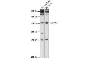 Western Blotting (WB) image for anti-Amphiregulin (AREG) (AA 20-252) antibody (ABIN6137065)