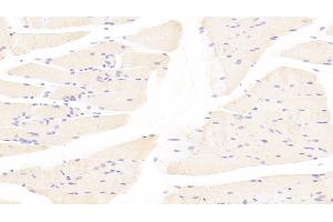Detection of TAZ in Mouse Skeletal muscle Tissue using Polyclonal Antibody to Tafazzin (TAZ) (TAZ 抗体  (AA 46-240))