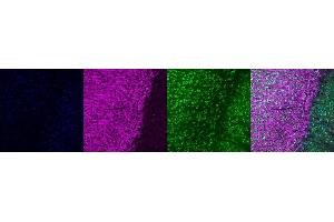 Immunohistochemistry (IHC) image for anti-Microtubule-Associated Protein 2 (MAP2) antibody (ABIN7456240) (MAP2 抗体)