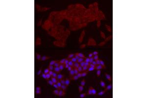 Immunofluorescence (IF) image for anti-Interleukin 21 (IL21) (AA 25-162) antibody (ABIN6142359)