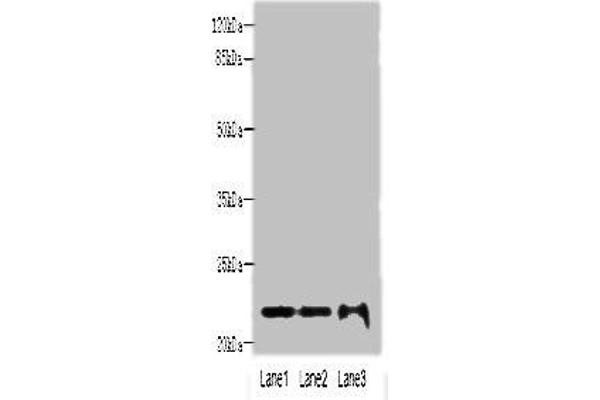 MRPS18A Antikörper  (AA 1-196)