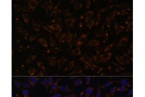 Immunofluorescence analysis of L929 cells using PLLP Polyclonal Antibody at dilution of 1:100. (Plasmolipin 抗体)