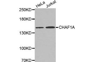 Western blot analysis of extracts of various cell lines, using CHAF1A antibody. (CHAF1A 抗体  (AA 1-200))