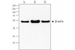 Western Blotting (WB) image for anti-Actin, beta (ACTB) antibody (ABIN2666098) (beta Actin 抗体)