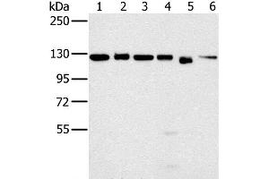 Western Blot analysis of 293T, K562, hela, 231, Jurkat and NIH/3T3 cell using MATR3 Polyclonal Antibody at dilution of 1:500 (MATR3 抗体)