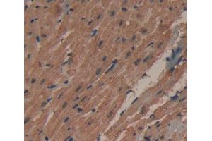 Used in DAB staining on fromalin fixed paraffin- embedded heart tissue (PECI/ECI2 抗体  (AA 233-391))