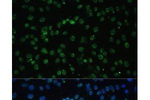 Immunofluorescence (IF) image for anti-DEAD (Asp-Glu-Ala-Asp) Box Polypeptide 39B (DDX39B) antibody (ABIN7264385)