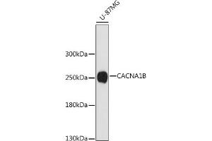 Western blot analysis of extracts of U-87MG cells, using CB antibody (ABIN7266014) at 1:1000 dilution. (CACNA1B 抗体  (C-Term))