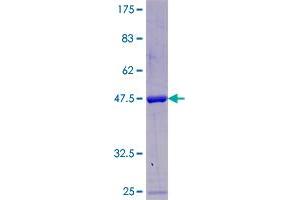 POLR2F Protein (AA 1-127) (GST tag)