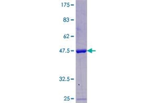 POLR2F Protein (AA 1-127) (GST tag)