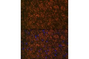 Immunofluorescence analysis of rat brain using Myelin oligodendrocyte glycoprotein Rabbit mAb (ABIN7268722) at dilution of 1:100 (40x lens). (MOG 抗体)