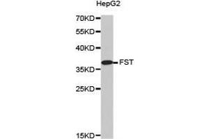 Western Blotting (WB) image for anti-Follistatin (FST) antibody (ABIN1872744) (Follistatin 抗体)