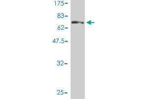 Western Blot detection against Immunogen (77. (Aspartyl Aminopeptidase 抗体  (AA 1-475))