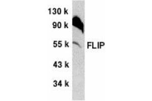 Western blot analysis of FLIP in NIH/3T3 whole cell lysate with AP30340PU-N FLIP antibody at 1/500 dilution. (FLIP 抗体  (C-Term))