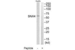 Western blot analysis of extracts from HuvEc cells, using SNX4 antibody. (Sorting Nexin 4 抗体)