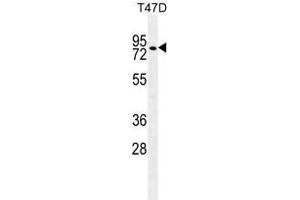 ZNF69 Antibody (C-term) western blot analysis in T47D cell line lysates (35 µg/lane).