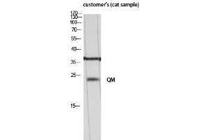 Western Blotting (WB) image for anti-QM (N-Term) antibody (ABIN3180840) (QM (N-Term) 抗体)