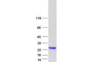 Western Blotting (WB) image for Second Mitochondria-Derived Activator of Caspase (DIABLO) (Transcript Variant 2) protein (Myc-DYKDDDDK Tag) (ABIN2719469)