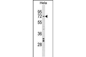 Western blot analysis in Hela cell line lysates (35ug/lane). (NARF 抗体  (AA 134-160))