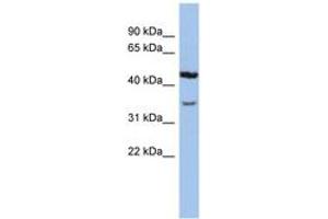 Image no. 1 for anti-Potassium Channel, Subfamily K, Member 4 (KCNK4) (N-Term) antibody (ABIN6742571) (KCNK4 抗体  (N-Term))