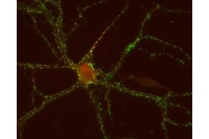 Indirect immunostaining of PFA fixed mouse cortex neurons with anti-GABA-A receptor β1 (dilution 1 : 500; red) and anti-synaptotagmin 1/2 (ABIN1742196, dilution 1 : 500; green).
