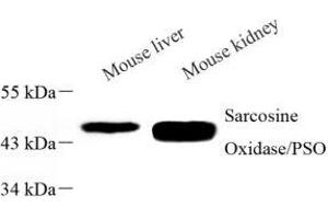 Western blot analysis of PIPOX (ABIN7075084) at dilution of 1: 1000 (PIPOX 抗体)