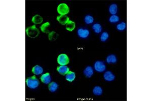 Immunofluorescence staining of fixed Jurkat cells with anti-4-1BB antibody 4B4-1-1.